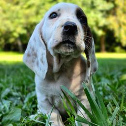 Caterpie - Black white and brown male Basset Hound puppy in Lebanon, Ohio from Golden Acres D & B