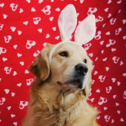 Kara - Golden Retriever