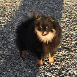 Maggie - Pomeranian
