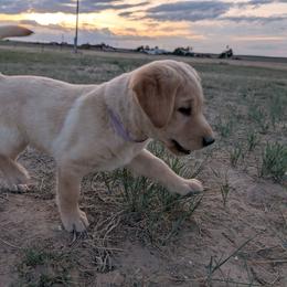 Purple Male - Yellow male Labrador Retriever puppy in Briggsdale, Colorado from LC Hunting Labs, LLC.