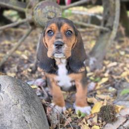 Girl 3 - Black brown and white female Basset Hound puppy in Valley, Washington from Peaceful Valley Paws