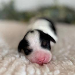 Jade - Tri-color female Cavapoo puppy in Kankakee, Illinois from Apricot Roots Doodles