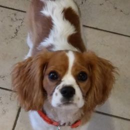 Atticus - Cavalier King Charles Spaniel