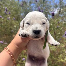 Green (3700) - Light golden male Golden Retriever puppy in Pahrump, Nevada from Southern Nevada Goldens