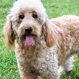 Goldendoodles and Poodles from KB Doodles