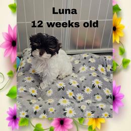 Purple parti girl - Parti female Yorkshire Terrier puppy in Inverness, Florida from Luvayorkie&more