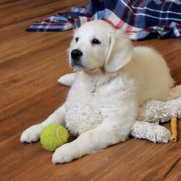 Golden Retriever Puppies from Valley Creek Farm