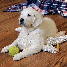 Golden Retriever Puppies from Valley Creek Farm