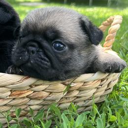 Cuteness - Fawn female Pug puppy in Augusta, Wisconsin from Maria Martin