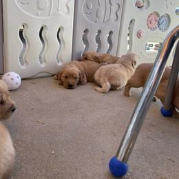 Female 3rd in litter - Golden female Golden Retriever puppy in Yucaipa, California from Blessed Goldens