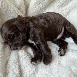 Chocolate Boy - Brown and white male Cockapoo puppy in Fort Gibson, Oklahoma from Waggle Doodles