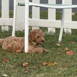 Green apple - Red  male Poodle puppy in Milan, Illinois from Lisa Riley