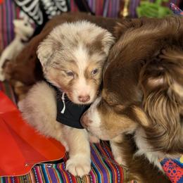 Australian Shepherd Puppies from Firelight Australian Shepherds