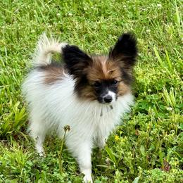 Lark - Red white and sable male Papillon puppy in Missouri from Lovely Acres