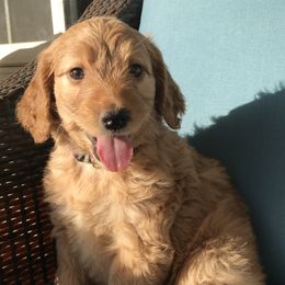 Ellie - Goldendoodle puppy in Utah from PollyWally Doodle