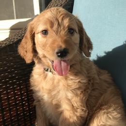 Ellie - Goldendoodle puppy in Utah from PollyWally Doodle