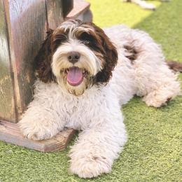 Lucy - Australian Labradoodle