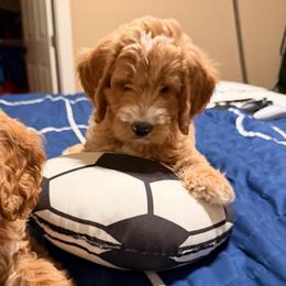 Maui - Red  female Goldendoodle puppy in Anthem/Phoenix, Arizona from Ironwood Doodles