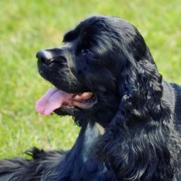 Cocker Spaniels from Sandra Clark's Cocker Spaniels