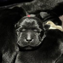 Pink Collar - Black female Labrador Retriever puppy in Malabar, Florida from Mythic Labradors, LLC