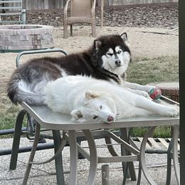 Siberian Husky All Grown Up from Freedom Huskies