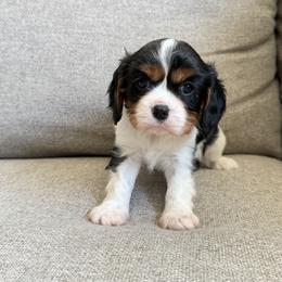 Hazel - Tri-color female Cavalier King Charles Spaniel puppy in Fresno, California from CaliCavaliers