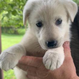 Shaggy - White male German Shepherd puppy in Yuba City, California from Barton’s German Shepherds