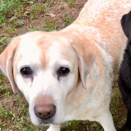 Labrador Retrievers from Branwood Labrador Retrievers
