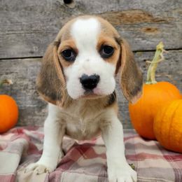 Sunny - Black white and tan female Beagle puppy in Colville, Washington from Rosehaven Homestead
