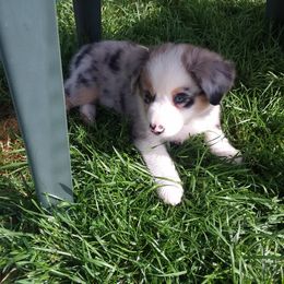 Miniature Australian Shepherd Puppies from GG'ss Aussies,LLC