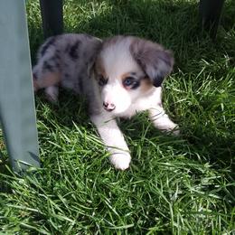 Miniature Australian Shepherd Puppies from GG'ss Aussies,LLC