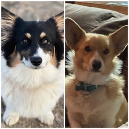 Pembroke Welsh Corgi Puppies from Newton Hay & Cattle