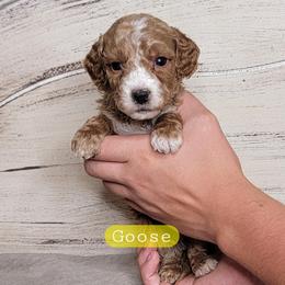 Goose (Yellow Collar) - Red  male Goldendoodle puppy in Scurry, Texas from 07 Seven Oaks Goldens and Doodles