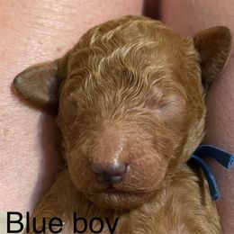 Boy 2 - Red  male Poodle puppy in Clatskanie, Oregon from Columbia River Sunset Poodles