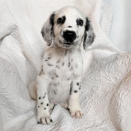 Monstera - LUA long coat - White and black male Dalmatian puppy in Jefferson, Georgia from Spotted Jewels Dalmatians