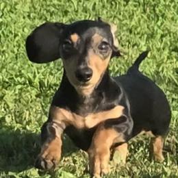 Luna - Dachshund