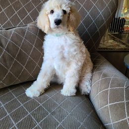 Poodle Puppies from Hickory Hills Poodles