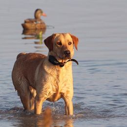 Labrador Retrievers from Outlaw Ridge Kennels