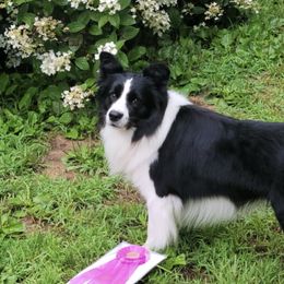 Border Collies from Diana Smith's Border Collies