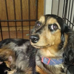 Magie - Dachshund