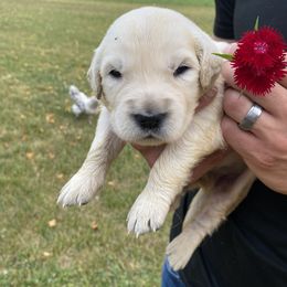 Steven - Golden Retriever puppy in Byron Center, Michigan from Little House on the Farmie
