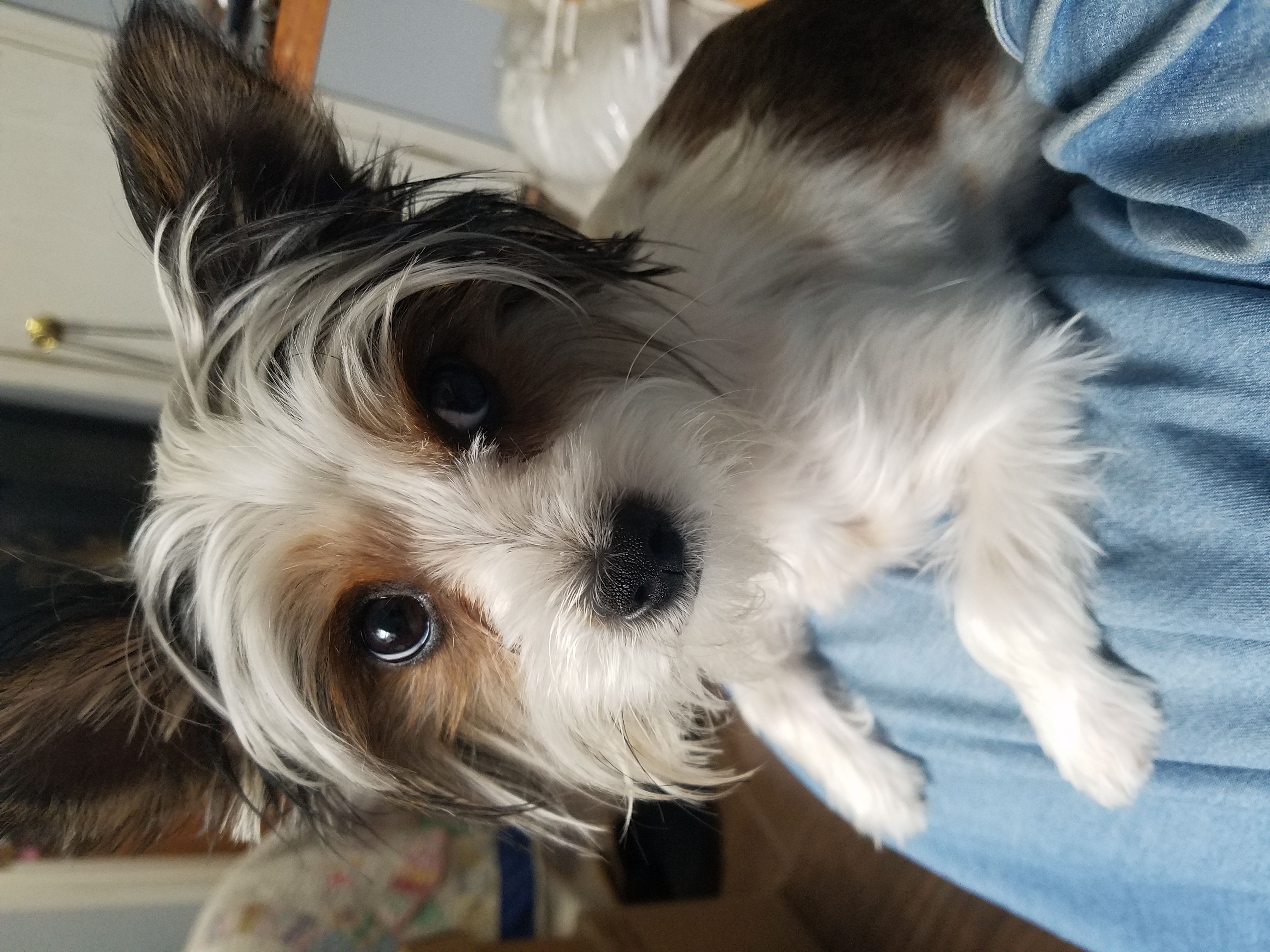 Yorkshire Terrier Puppies from Angela Coleman