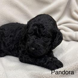 Pandora - Black female Poodle puppy in Flora, Illinois from Hanging Rock Poodles