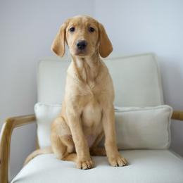 Ducky - Yellow female Labrador Retriever puppy in Allons, Tennessee from UC Labradors LLC