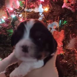 Alvin - Tri-color male Cavalier King Charles Spaniel puppy in Villa Rica, Georgia from Georgia Alabama Cavaliers