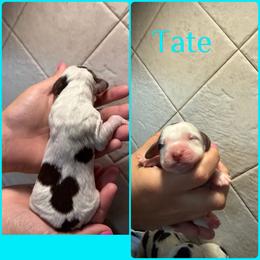Tate - Liver white and tan male English Springer Spaniel puppy in Williston, Florida from Parks Paradise Springers