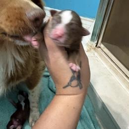 Girl 4 - Red tri-color female Australian Shepherd puppy in Lubbock, Texas from REKN’ Kennel Aussies