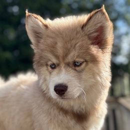 Belle - Brown and white female Siberian Husky puppy in Everett, Washington from Addison Grove Huskies