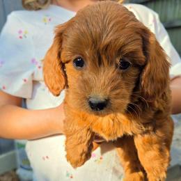 Hunter Green - Apricot male Goldendoodle puppy in Little Rock, Arkansas from Adorable Mini Doodles LLC