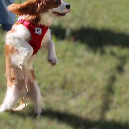 Heath - Blenheim male Cavalier King Charles Spaniel puppy in Leonard, Texas from Rising Star Kennels